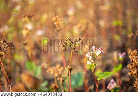 Buckwheat After Frost. Frozen Leaves And Flowers Of Buckwheat. Plants After Sharp Cold Snap. Dead Pa