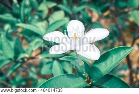 Five-petaled White Jasmine Flowers Are Blooming,white Color,small Five Petals With Yellow Pollen