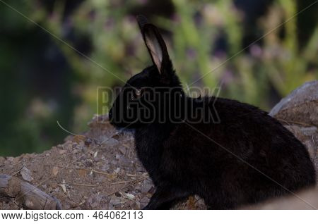 Melanistic European Rabbit Oryctolagus Cuniculus. Integral Natural Reserve Of Inagua. Tejeda. Gran C