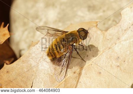Detailed Closeup Of One Of The Hairy Brown Beeflies In The Gard, France , Villa Hottentotta