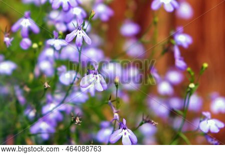 Beautiful Purple Lobelia Erinus Close-up In A Home Summer Garden. Lobelia Violet In The Garden. Lobe