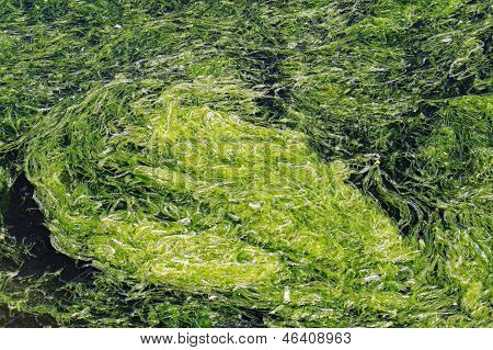 บลูม algal