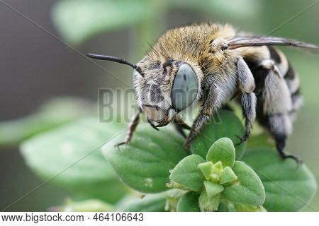 Closeup On A Cute Big-eyed White-cheeked Banded Digger Bee, Amegilla Albigena Sitting On Top Of A Gr