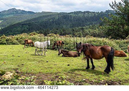 Wild Horses Along The Road To San Andres De Teixido, A Coruna Province, Galicia, Spain. Ruta De La M