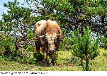 Wild Bull Along The Road To San Andres De Teixido, A Coruna Province, Galicia, Spain. Ruta De La Mir