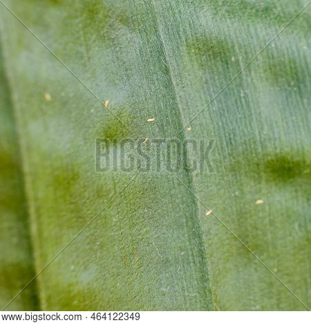 Pests On The Leaves Of A Plant - Thrips, Macro Close-up. Title Houseplant Leaf Strelitsia Nicholas