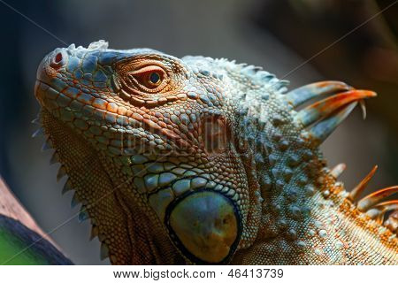 Iguana, Silhouette, Head