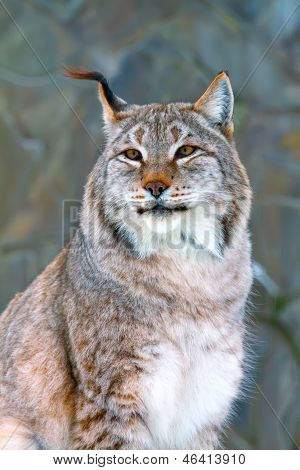 Lynx téli
