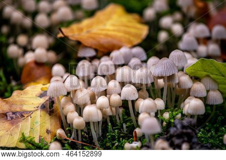 Coprinellus Disseminatus. Fairy Inkcap. Trooping Crumble Cap. Group Of Mushrooms With Leaves In Natu