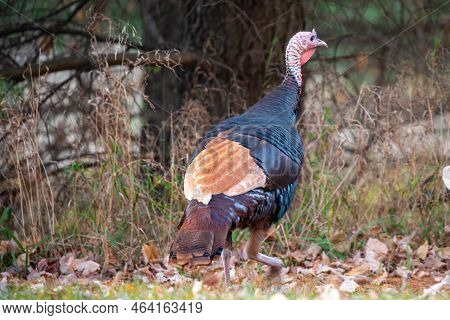 Rare Wild Male Turkey (meleagris Gallopavo) Erythritic Color Phase Also Known As Red Phase In Octobe