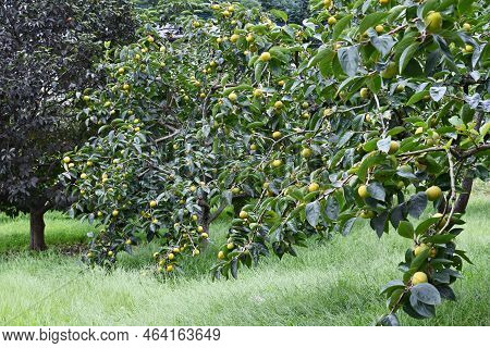 The Taste Of Japanese Autumn Japanese Persimmons. The Japanese Persimmon Is A Highly Nutritious Frui