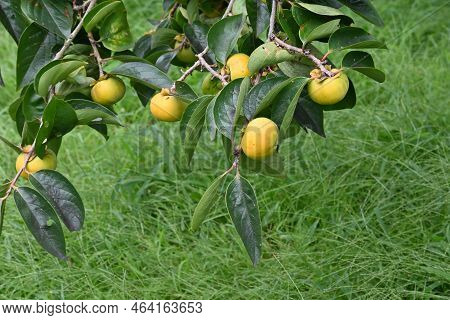 The Taste Of Japanese Autumn Japanese Persimmons. The Japanese Persimmon Is A Highly Nutritious Frui