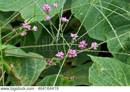 Persicaria Senticosa Flowers. Polygonaceae Annual Vine. Pink Flowers Bloom From May To October, With