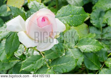 Blooming Bud Of A Pink Park Elegant French Rose 