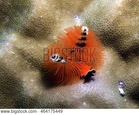 An Orange Christmas Tree Worm, Spirobranchus Giganteus Boracay Island Philippines