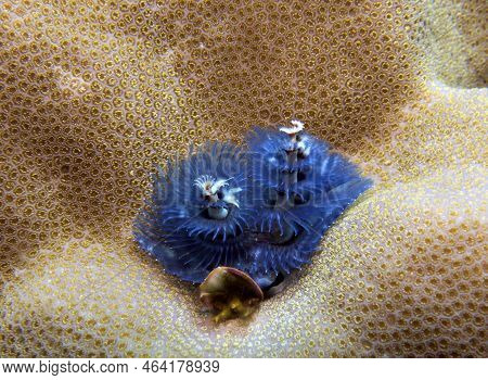 A Blue Christmas Tree Worm, Spirobranchus Giganteus Boracay Island Philippines