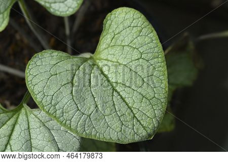 Largeleaf Brunnera Silver Heart Leaves In The Summer
