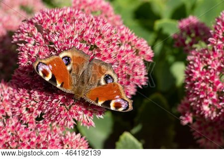 A Peacock Butterfly Is Eating On A Pink Sedum Flower - Hare Cabbage. A Flowerbed With Flowers Pollin