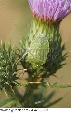 Closeup On An Adult Mediterranean Green Southern Shieldbug, Nezara Viridula, Rousson, Sitting On A T