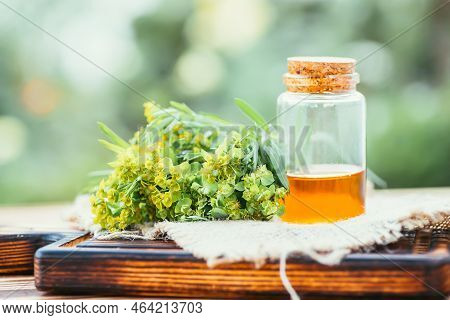 Medicinal Plant Euphorbia Esula, Commonly Known As Green Spurge Or Leafy Spurge Of Milkweed In A Whi