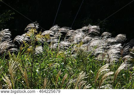 Japanese Pampas Grass. Japanese Autumn Seasonal Background Material.