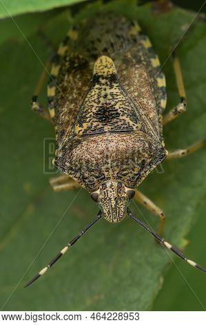 Vertical Closeup On The European Mottled Shieldbug, Rhaphigaster Nebulosa Sitting In The Vegation In