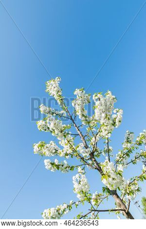 Close-up Of Blooming Cherry Blossoms At Dayligt In Front Of Blue Sky