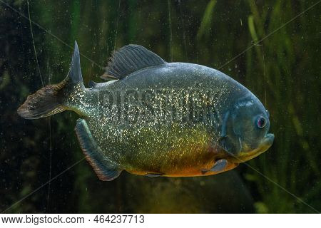 Close-up Of A Piranha In An Aquarium