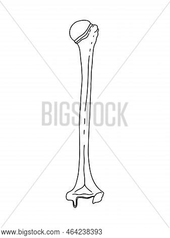 Human Right Humerus. Vector, Outline, Anatomical, Hand Drawn.