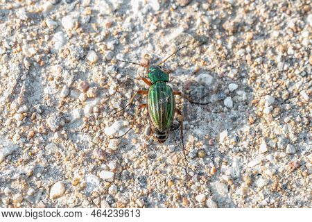 Golden Ground Beetle On A Floor At Dirt Road