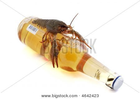 Bira ile ıstakoz