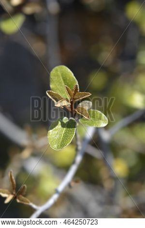 Ebbinges Silverberry New Leaves In The Spring