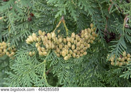 Thuja Occidentalis Also Known As Northern White Cedar, Eastern White Cedar Or Arborvitae. Thuja Leav