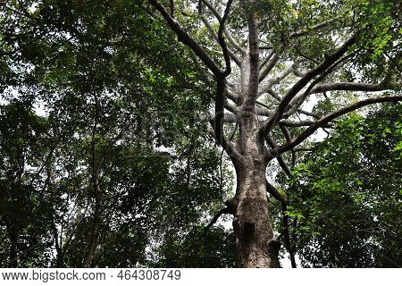 Old Trees With Green Leaves. A Large Tree With Many Branches With Evergreen Leaves In The Tropical F