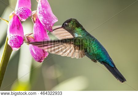 Green Violet-ear (colibri Thalassinus) Hummingbird In Flight Isolated On A Green Background In Costa