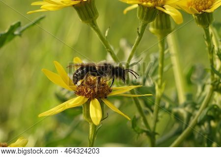 Closeup On A Male Springtime Grey-backed Mining Bee, Andrena Vaga Emerging Too Soon Due To Climate C