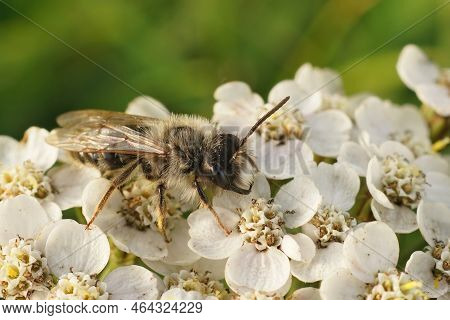 Closeup On A Male Springtime Grey-backed Mining Bee, Andrena Vaga On A White Achillea Millefolium Fl
