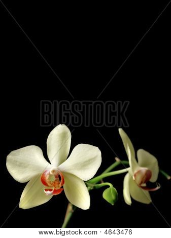 Orchidej dárek
