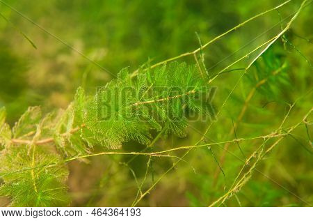 Beautiful Fresh And Bright Freshwater Myriophyllum In Inland Lake