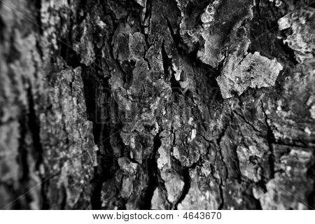 Aple albero