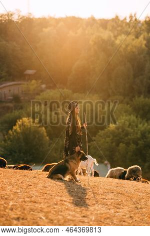 Female Shepherd With A Dog Grazes A Flock On The Lawn