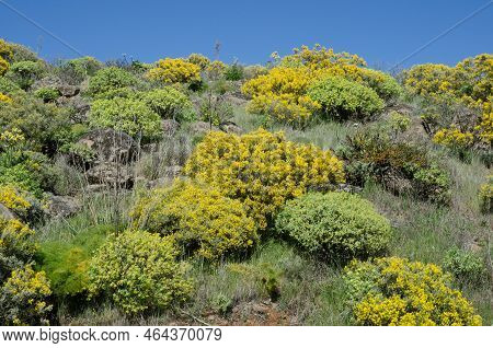 Thicket With Teline Microphylla In Flower And Euphorbia Regis-jubae. Las Cumbres Protected Landscape