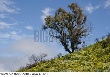Southern Blue Gum Eucalyptus Globulus And Plants In Bloom. Las Cumbres Protected Landscape. San Mate