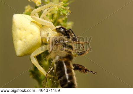 Crab Spider Thomisus Onustus With A Western Honey Bee Apis Mellifera. Pajonales. Reserve Of Inagua. 