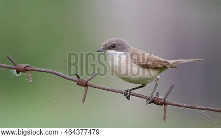 Lesser Whitethroat, Sylvia Curruca. A Bird Sits On A Barbed Wire On A Blurry Background
