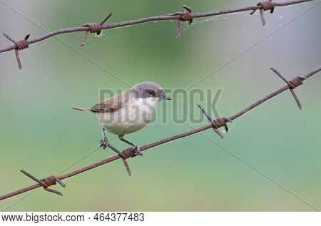 Lesser Whitethroat, Sylvia Curruca. A Bird Sits On A Barbed Wire On A Blurry Green Background