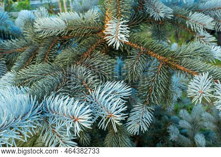 Pine Branches With Young Light Blue Needles, Close-up. Natural Background From Young Pine For A Post