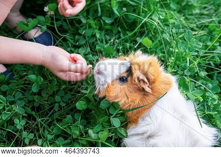 Little Girl Plays With A Guinea Pig In The Summer On A Clover Field. Healty Food For Animals, Rodent