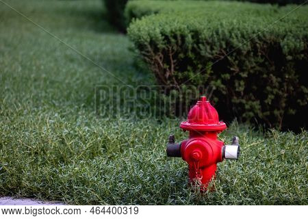 Bright Red Firehydrant In Green Bushes Sunny Day
