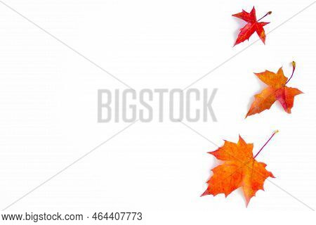 Background Of Yellow Maple Leaves With Space For Text On A White Background. Autumn Leaf Background